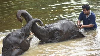 Kabar Baik, Bayi Gajah Sumatera Betina Lahir di SM Padang Sugihan Sumsel