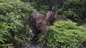 Diserang Gajah Sumatera Liar di Hutan Way Kambas, Zarkoni Tak Terselematkan