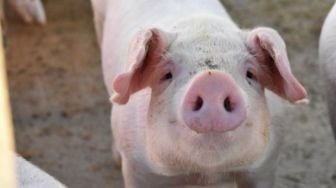 Puluhan Ribu Babi di NTT Mati Diserang Virus ASF