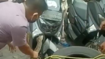 Viral Evakuasi Ular Bersarang di Yamaha Nmax, Ini 5 Tips Pencegahannya