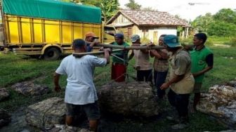 Menggembirakan, Harga Karet di Kuansing Tembus Rp 7.110 Ribu Per Kilogram