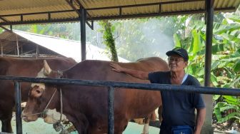 Berat Sapi Jokowi di Sumut 1,2 Ton, Sekda: Punya Pak Gubernur Lebih Kecil