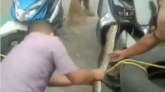 Merinding! Viral Video Ular Piton Sembunyi di Motor, Digelitik Ogah Keluar