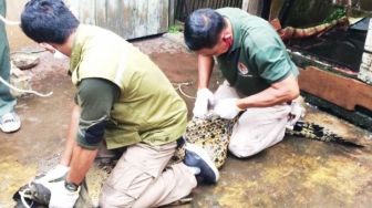 Takut Bahayakan Keluarga, Warga Kalteng Serahkan Buaya 2 Meter ke BKSDA