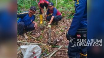 Petugas Damkar Tangkap Sepasang Ular Piton 3 Meter, Sering Mangsa Unggas