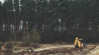 Tersangka Penebang Pohon Hutan Lindung Kolong Jebus Bebas, Ini Kata Polisi