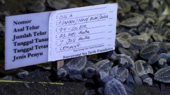 Tukik yang baru menetas berkumpul di penangkaran Banyuwangi Sea Turtle foundation di Pantai Boom, Banyuwangi, Jawa Timur, Rabu (8/7/2020).  [ANTARA FOTO/Budi Candra Setya]