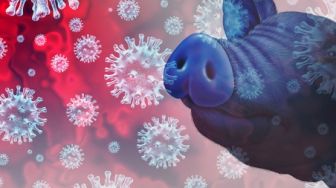 Covid-19 Belum Usai, Ahli: Virus Corona dari Babi Bisa Menular ke Manusia