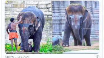 Unik dan Menggemaskan, Gajah di India Punya Gaya Rambut Bob nan Stylish