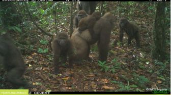 Simpanse dan Gorila Terancam Punah Usai Kamerun Izinkan Pembabatan Hutan