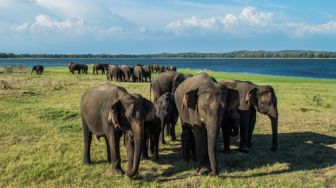 Pertama Kali Terjadi: Gajah Kembar Lahir di Sri Lanka