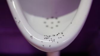 Air Seni Dikerubungi Semut, Benarkah Tanda Diabetes?
