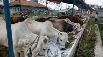 Mau Berjualan Hewan Kurban di Lebak? Begini Aturan Mainnya