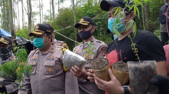 Ada Ladang Ganja 1 Hektar di Lembang Bandung Barat