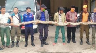 Mangsa Anjing Hidup-hidup, Ular Piton Sepanjang 6 Meter Diamankan Warga