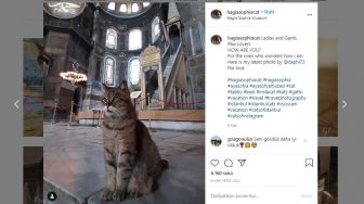 2 Bulan Menderita Sakit, Gli Kucing Penunggu Masjid Hagia Sophia Meninggal