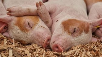 Ratusan Babi di Palembang Mati, PDHI: Positif Terinfeksi Demam Babi Afrika