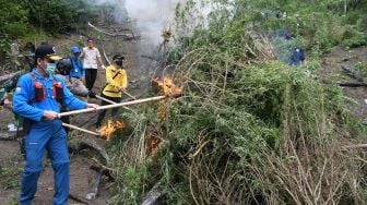 Direktur Narkotika Deputi Bidang Pemberantasan BNN Brigjen Pol Aldrin M.P Hutabarat (kiri) bersama Tim gabungan yang terdiri dari Badan Narkotika Nasional (BNN), TNI, Polri dan Pemerintah Provinsi Aceh membakar batang ganja dalam operasi pemusnahan ladang ganja di lereng bukit Lamreh, Desa Lamreh, Aceh Besar, Aceh, Rabu (15/7/2020).  [ANTARA FOTO/Dasril Roszandi]