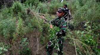 Anggota TNI menebang batang ganja dalam operasi pemusnahan ladang ganja di lereng bukit Lamreh, Desa Lamreh, Aceh Besar, Aceh, Rabu (15/7/2020).  [ANTARA FOTO/Dasril Roszandi]
