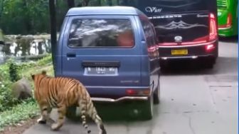 Viral Macan Bikin Ban Mobil Bocor, Warganet: Dikira Zebra Padahal Carry