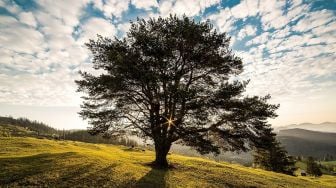 4 Fungsi Akar: Tak Sekadar Penguat Pohon di Tanah