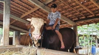 Lesu Penjualan Sapi Kurban Anjlok, Rika Masih Senyum Gombloh Dibeli Jokowi