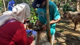 Permintaan Kambing Kurban ke Jakarta Turun Drastis, Sagiman Pusing