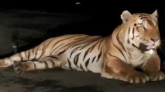 Harimau Nongkrong di Jalan Layang, Pengguna Jalan Panik