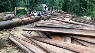 Selain Bekas Tebangan Kayu, Hakim Temukan Ini di Lokasi Illegal Logging