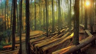 Hutan Pinus Mangunan Gantikan Watu Lumbung Resort, Ini Penjelasan Dinas Pariwisata Bantul