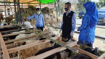 Cek Kondisi Kesehatan Hewan Kurban di Pedagang, Pemkab Lebak: Harus ASUH