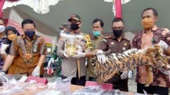 Kulit dan 4 Janin Harimau Sumatera Dibakar hingga Menjadi Debu