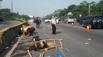 Banyak Kambing Mati di Tol Jagorawi karena Ban Mobil Pecah