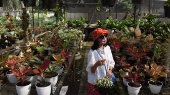 Pembeli melihat ragam tanaman hias di sentra penjualan tanaman di kawasan Ragunan, Jakarta, Minggu (19/7/2020).. [ANTARA FOTO/Indrianto Eko Suwarso]