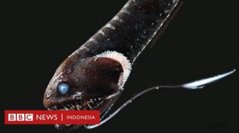 Ilmuwan Ungkap Ikan Berkulit Sangat gelap Hilang di Lautan