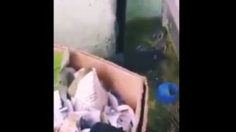 Video Induk Tikus Selamatkan Anaknya dari Banjir Bikin Publik Terharu