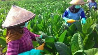 Petani dan Pekerja SKT Menanti Perlindungan dari Kenaikan Cukai Tembakau