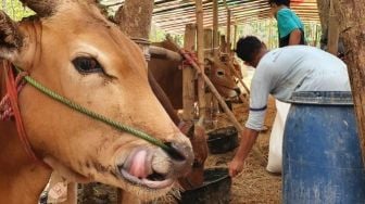 Tak Terpengaruh Pandemi, Sapi Madura di Kulon Progo Tetap Banjir Peminat