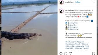 Viral Buaya Nyasar di Tengah Sawah, Netizen Duga Itu Cuma Editan