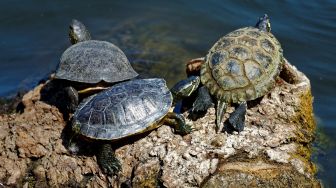 Kelaparan Gegara Pandemi, Korea Utara Imbau Warganya Makan Reptil Ini