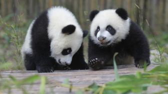 Gemas! Korea Selatan Rayakan Kelahiran Bayi Panda Pertamanya