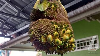 Cerita Dibalik Nangka Unik Mirip Pisang di Cibatu Cisaat Sukabumi