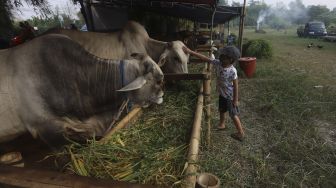 Pembeli Mesti Cermat! Ada Belasan Hewan Kurban di Jaktim Tak Layak Jual