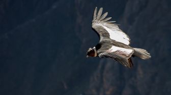 Burung Condor Bisa Bertelur Tanpa Kawin