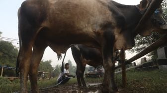 Pedagang memandikan sapi kurban di lapak hewan kurban di area Pemakaman Tionghoa, Tanah Kusir, Jakarta, Kamis (23/7/2020). [Suara.com/Angga Budhiyanto]