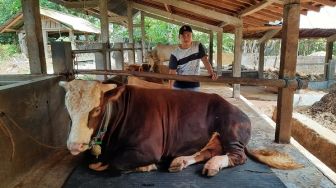 Jokowi Kurban 2 Ton Sapi Jumbo di Masjid Besar Solo untuk Idul Adha