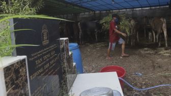 Pedagang memberikan pakan sapi kurban di lapak hewan kurban di area Pemakaman Tionghoa, Tanah Kusir, Jakarta, Kamis (23/7/2020). [Suara.com/Angga Budhiyanto]