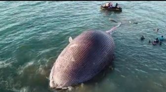 Ada Bangkai Paus 29 Meter di Pantai Kupang, Balai Konservasi Turun Tangan