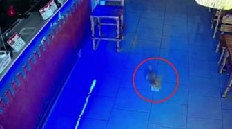 Viral, Video Anak Kucing Tertangkap Basah Curi Segepok Uang