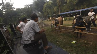 Pedagang memandikan sapi kurban di lapak hewan kurban di area Pemakaman Tionghoa, Tanah Kusir, Jakarta, Kamis (23/7/2020). [Suara.com/Angga Budhiyanto]